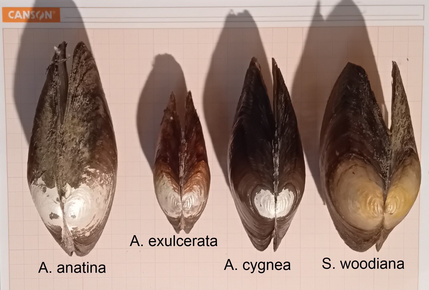 Anodonte del lago di Pusiano a confronto